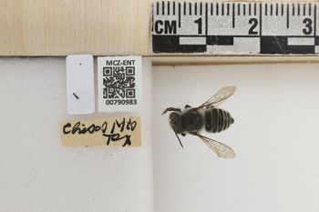 Media type: image;   Entomology 790983 Aspect: Labels